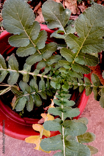 Dark Green Leaves of Wild Radish