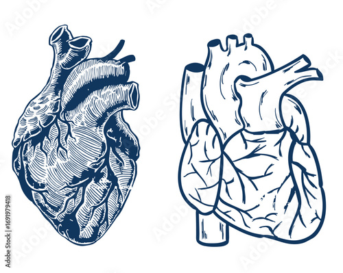 Anatomical human heart. Hand drawn sketch illustration in vintage engraving style