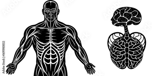 Highly detailed and anatomically accurate human skeleton standing upright in a neutral pose, viewed from the front. The skeleton should have realistic bone texture, lighting, and shading, set against 