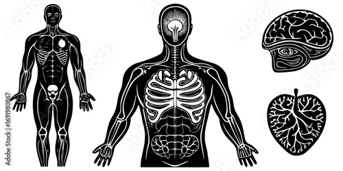 Highly detailed and anatomically accurate human skeleton standing upright in a neutral pose, viewed from the front. The skeleton should have realistic bone texture, lighting, and shading, set against 