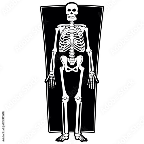 Highly detailed and anatomically accurate human skeleton standing upright in a neutral pose, viewed from the front. The skeleton should have realistic bone texture, lighting, and shading, set against 