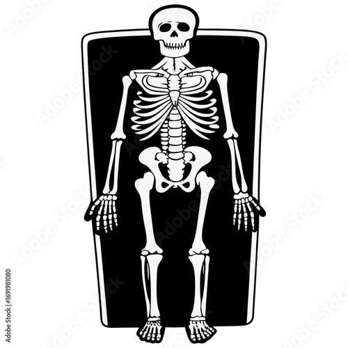 Highly detailed and anatomically accurate human skeleton standing upright in a neutral pose, viewed from the front. The skeleton should have realistic bone texture, lighting, and shading, set against 