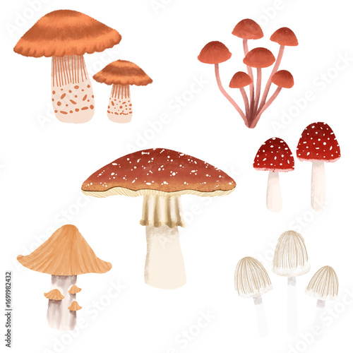 Mushrooms Illustration