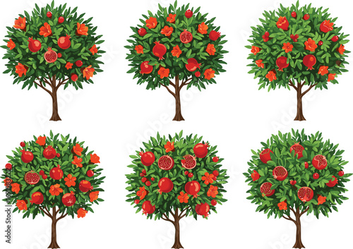 Pomegranate trees with ripe fruits and flowers, botanical vector set showing seasonal growth, split pomegranates, and lush green foliage
