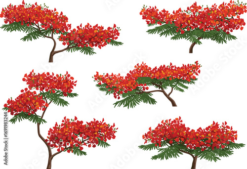 Royal Poinciana tree illustrations with red-orange flowers and green fern leaves, botanical spring vector elements for garden design and nature decor