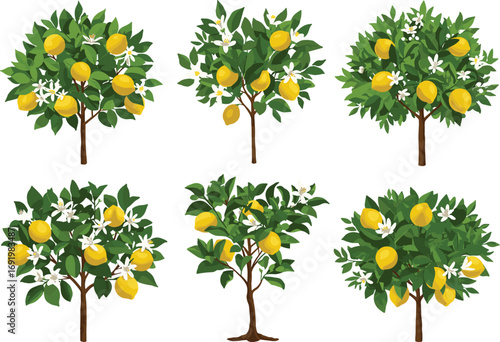 Set of six stylized lemon trees with green leaves, yellow fruits, white blossoms, botanical illustration for garden and farm design