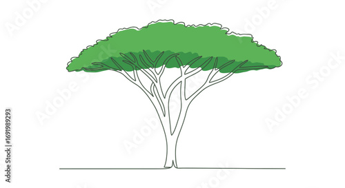 Stylized line drawing depicting an acacia tree with vibrant green foliage