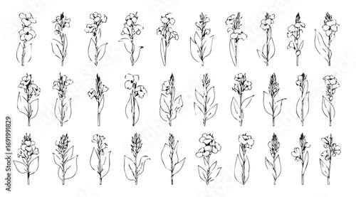 Collection of delicate floral and botanical line art silhouettes