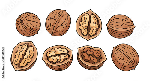 Illustration of various walnuts showing whole and cracked nuts, detailed and isolated.