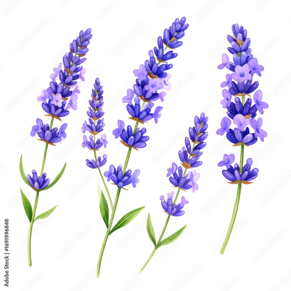 Obraz premium Watercolor Lavender Sprigs