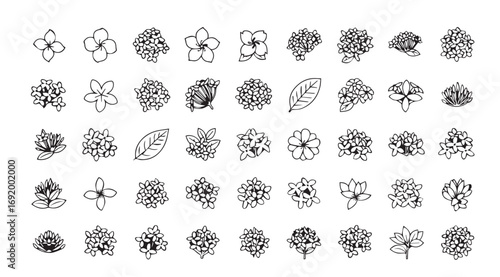 Collection of delicate floral and botanical elements in a sketchy silhouette style