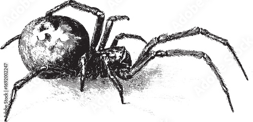 Spider with detailed legs and body in a vintage black and white style. Engraving vector illustration with line texture and shading.