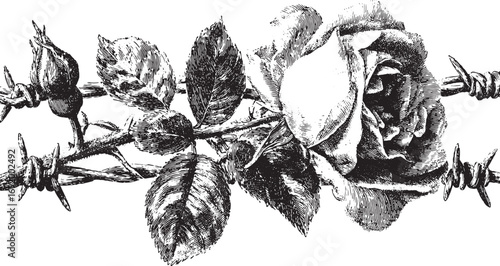 Rose and barbed wire with leaves illustrated in black and white engraving style. Vintage botanical vector illustration.