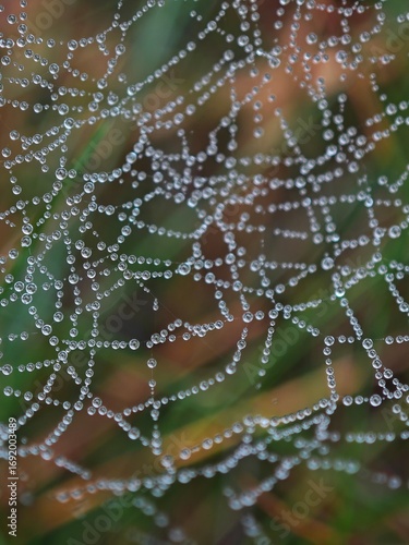 spider web with dew drops