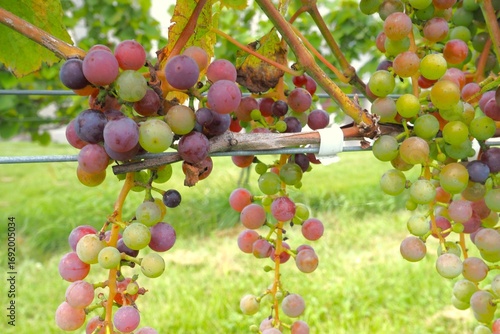 Winery, Ikeda Town, Tokachi, Hokkaido