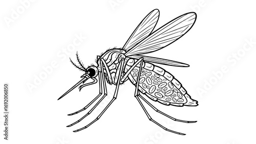 Detailed illustration of a mosquito isolated on white background