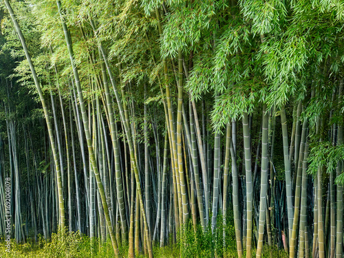 bamboo forest background, wood, landscape