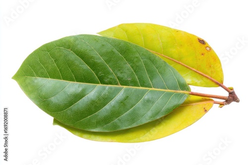 Close-up of three overlapping leaves; vibrant green and pale yellow