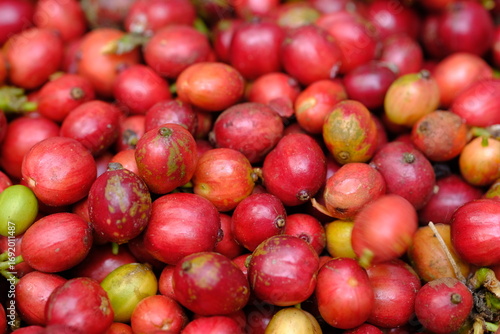 Coffee is an agricultural industrial crop that is made into a drink from brewing coffee beans that have been roasted and ground into powder. fresh coffee bean. 