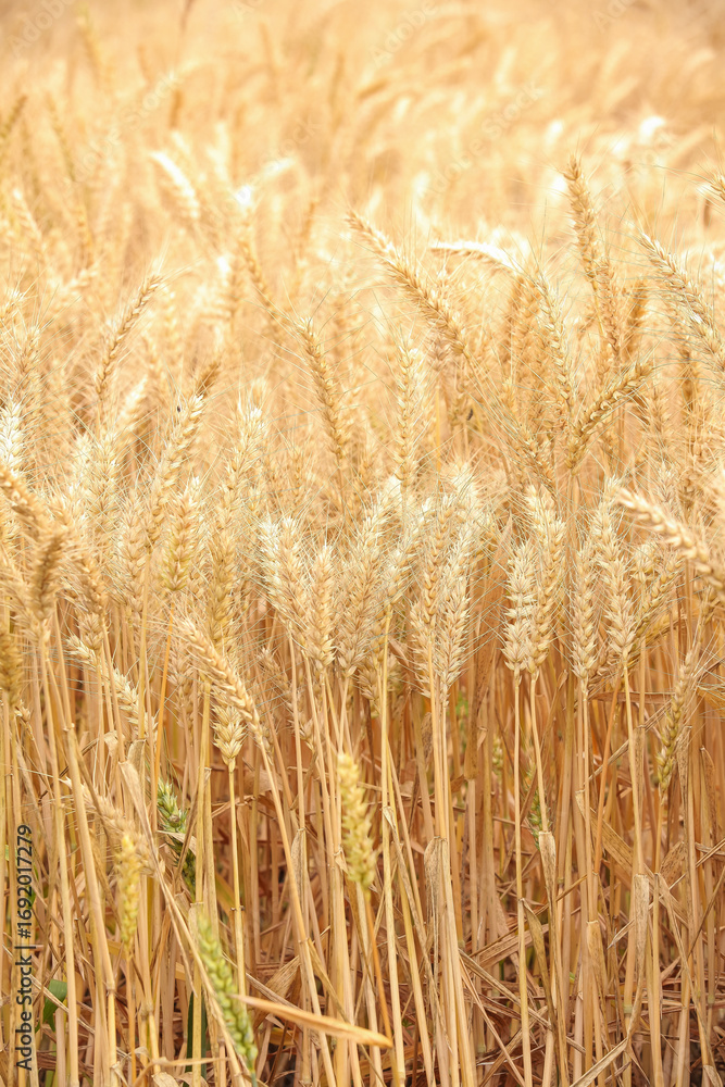 Fototapeta premium Mature golden wheat field ready for harvest in warm sunlight
