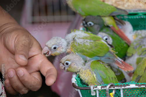 Photography A person's hand near a basket of fluffy green parrot chicks, with some of the bi