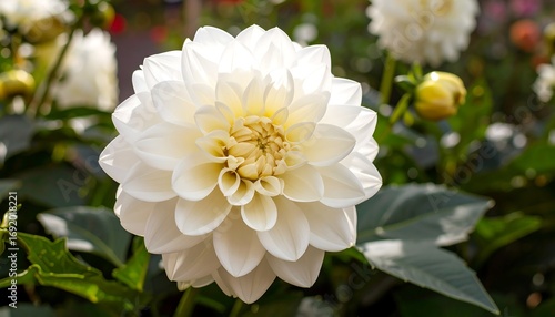 White Dahlia in Garden