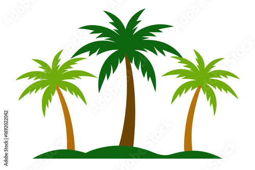 palm tree on a white background