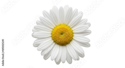 Beautiful single daisy isolated on transparent background