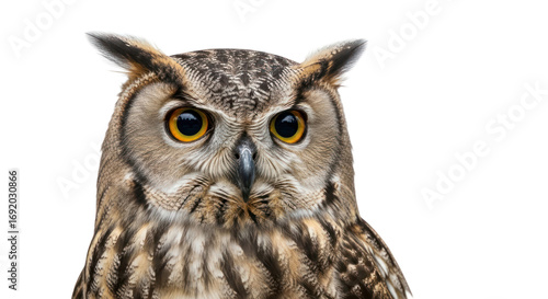 Closeup owl portrait