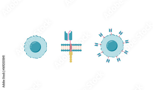 T-cell and Chimeric antigen receptor T cell ,CAR T cell, for use in immunotherapy. Vector illustration.