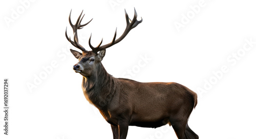 Deer with antlers in golden light