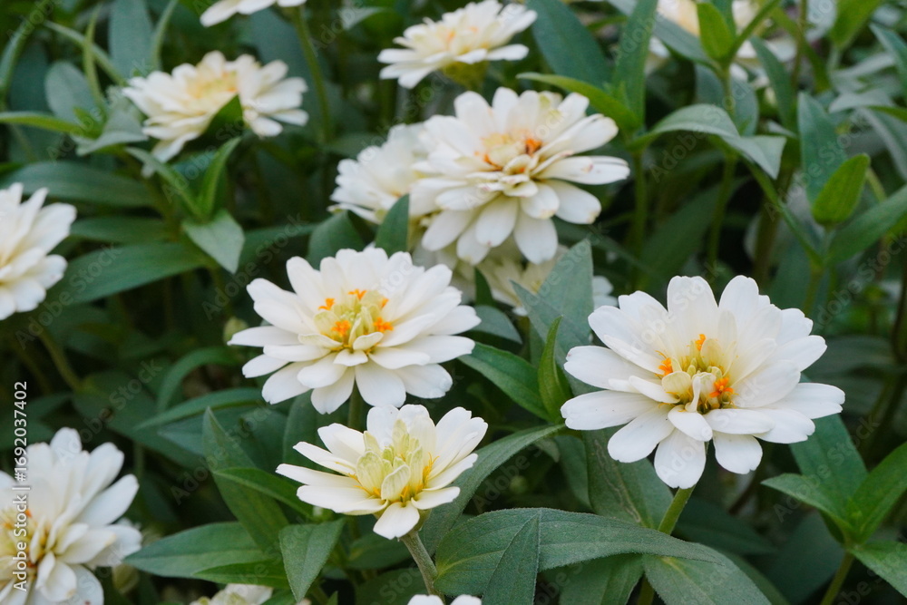 Obraz premium 白いジニアの花が咲き誇る花壇 可憐なガーデニング植物とナチュラルな癒しの風景