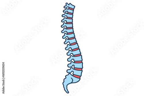 Flat vector illustration of human spine with simplified design and color highlights, useful for educational, anatomical or healthcare purposes.