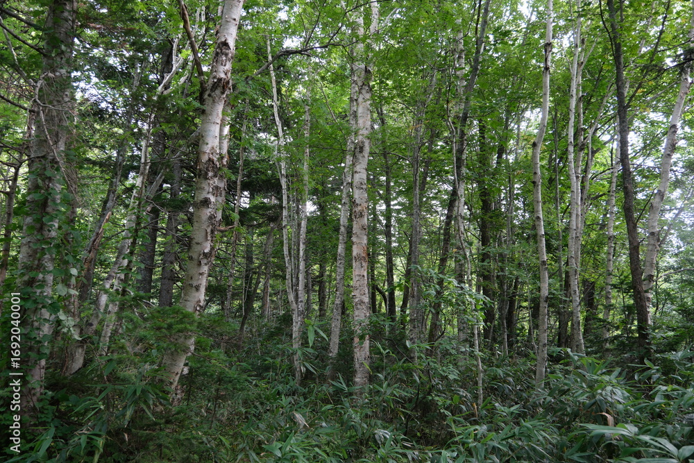 Fototapeta premium 利尻島の森