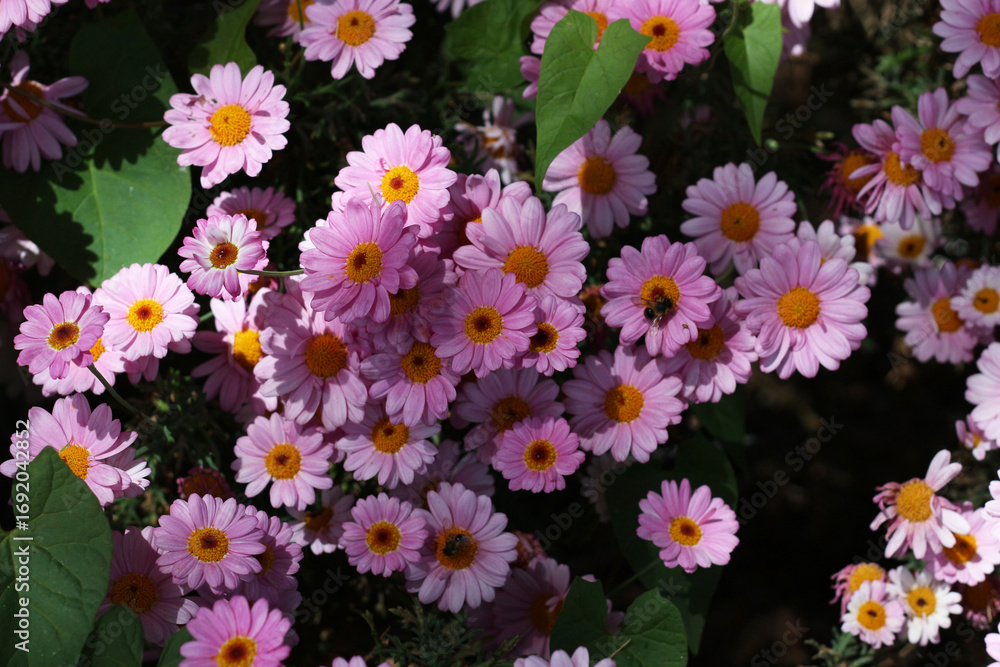 Fototapeta premium Cluster of pink daisies with yellow centers in natural sunlight