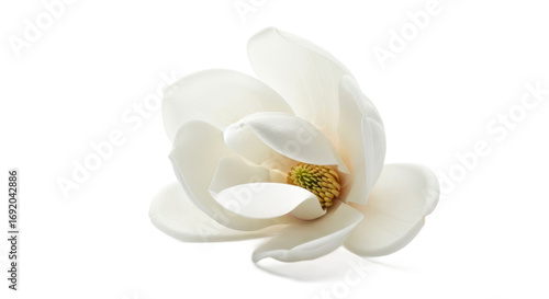Elegant white magnolia flower