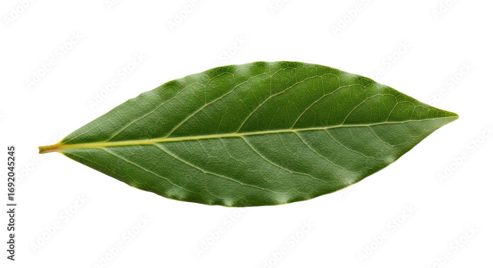Fototapeta premium Fresh bay leaf isolated on transparent background