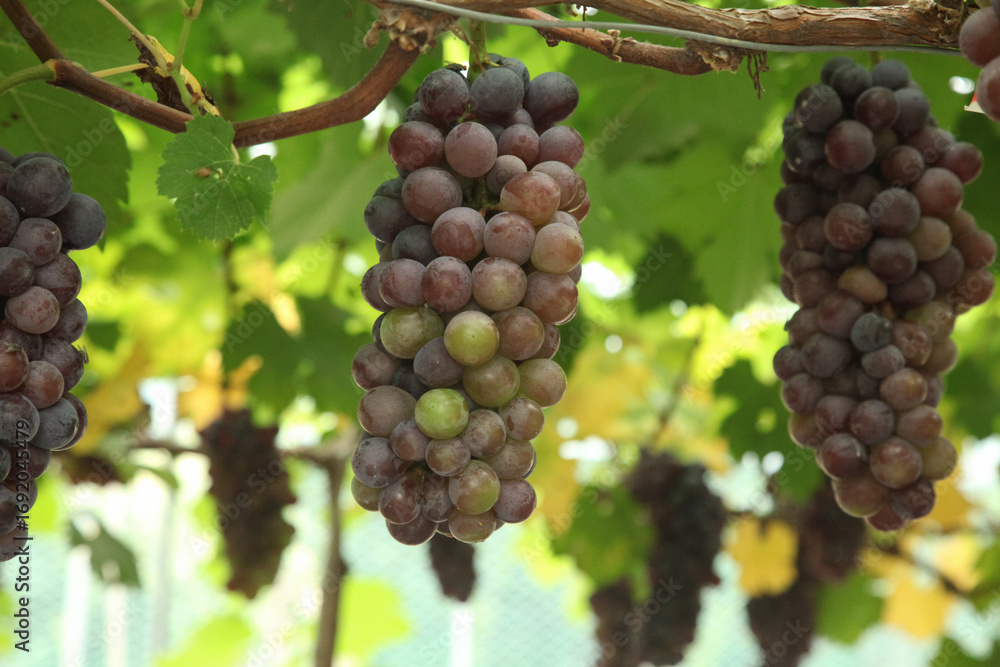 Bountiful Purple Grapes Hanging in Xinjiang Vineyards During Harvest Season China Bountiful Purple Grapes Hanging in Xinjiang Vineyards During Harvest Season China