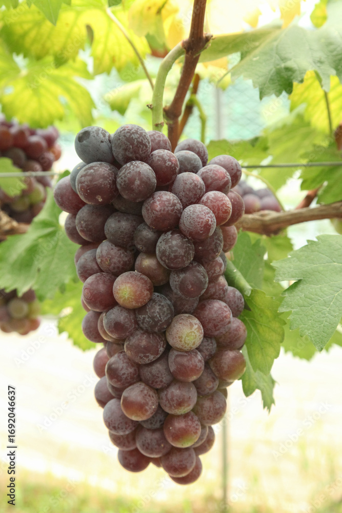Fototapeta premium Bountiful Purple Grapes on Grapevines in Xinjiang Vineyard During Harvest Season