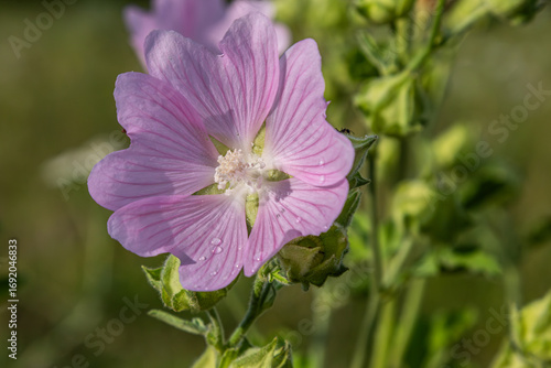 Musk mallow blooms in a lush field showcasing delicate pink petals and vibrant green foliage during a sunny spring afternoon