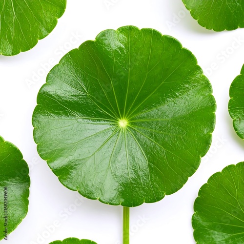 Round green leaves on white background