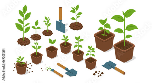 Isometric plant growing stages with gardening tools in soil and pots