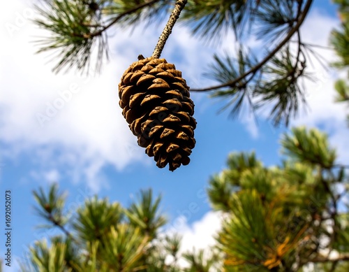 Pine cone hanging from a branch against a partly cloudy sky