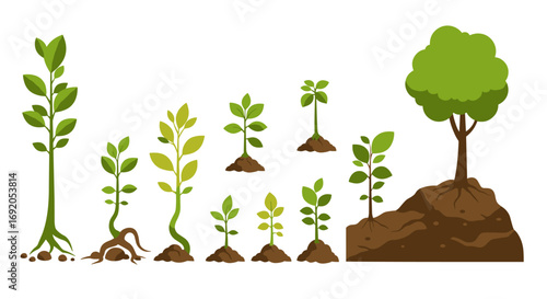 Growth stages of a tree: from seedling to maturity in flat design