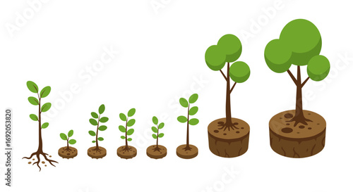 Growing tree stages: evolution from seedling to mature tree in flat design