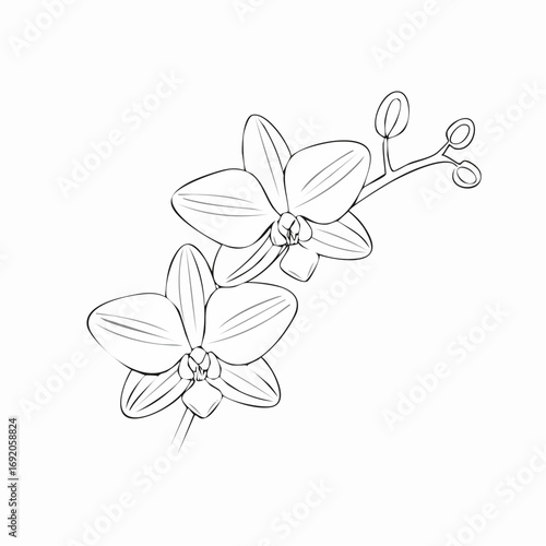 Elegant line art illustration of delicate orchid flowers and budding blossoms, capturing the serene botanical beauty of tropical flora in a minimalist drawing style