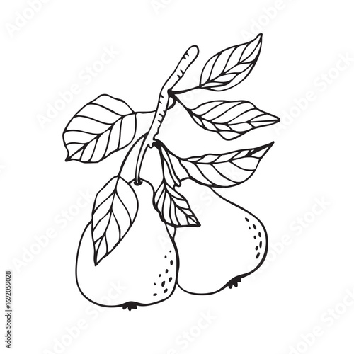  Vector drawing of two pears on a branche. Stylish healthy fruit outline icon, hand drawn.