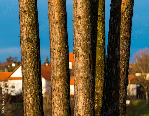 Pine tree trunks with village backdrop