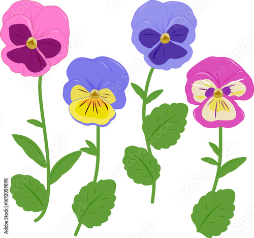 Pansy flowers set. Pretty violets in white background. Colorful pansies in springtime. Cute pansy blossom collection of different color varieties. Vector illustration set