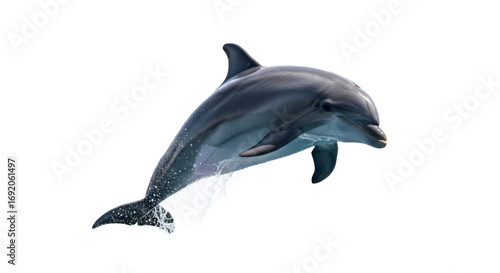 Jumping dolphin transparent background
